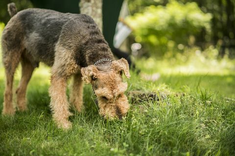 Pes Airedaile Terrier trávi trávu na záhrade