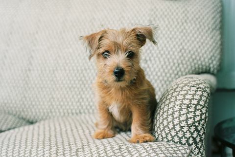 Norfolk Terrier Puppy