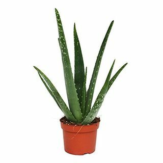 Rastlina Aloe Vera 