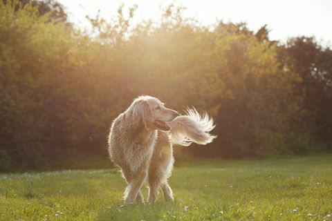 zlatý retriever v parku pri západe slnka