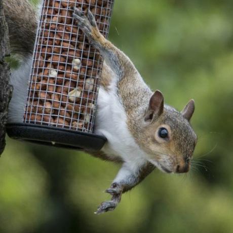 Sivá veverička chytila ​​krádež vtáčích orechov