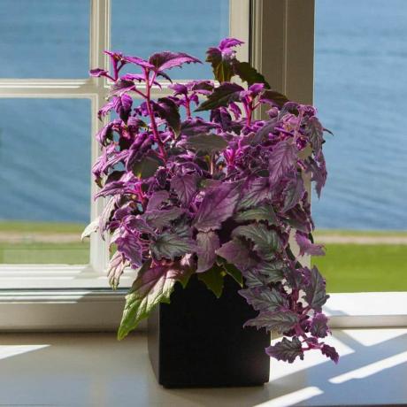 Purple Passion Plant, 4-palcový pestovateľský kvetináč