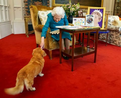 Windsor, Anglicko 4. február ku kráľovnej Alžbete II sa pripája jeden z jej psov, dorgi zvaný Candy, keď si prezerá ukážku memorabílií zo svojej zlatej a platinovej jubileá v dubovej izbe na zámku Windsor 4. februára 2022 vo Windsore v Anglicku kráľovná odvtedy odcestovala na svoje panstvo v Sandringhame, kde tradične trávi výročie jej nástupu na trón 6. február vzrušujúci deň, keďže v roku 1952 zomrel jej otec kráľ george vi foto steve parsons wpa poolgetty snímky