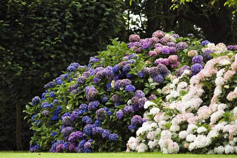 Hydrangea kvety v záhrade