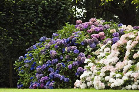 Záhrada Remember Me od RHS Tatton Flower Show je určená pre osoby trpiace demenciou