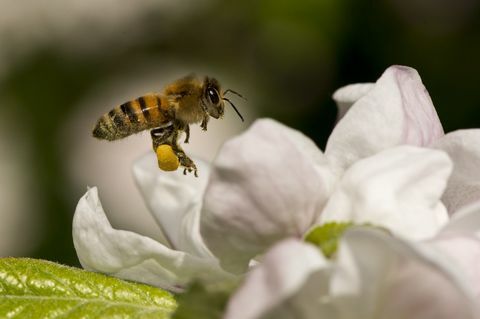 Prečo je včelárstvo bzučiacim novým zdravotným trendom, z ktorého by sme všetci mohli mať úžitok