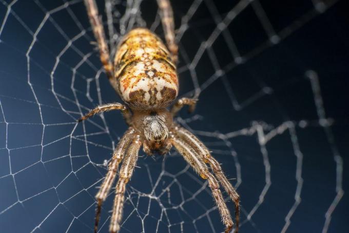 Kardinál Pavúk, vedecký názov Tegenaria Parietina sedí na svojej pavučine, pavučina je zaostrená zboku