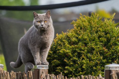 pekná britská krátkosrstá mačka stojaca na stĺpiku záhradného plotu