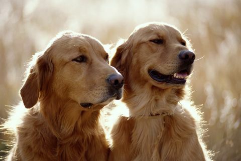 zlaté retrieverské psy