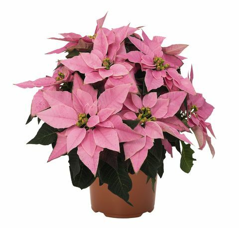 Centrum Wyevale Garden Centers uvádza na trh exkluzívnu Poinsettia - Millennial pink