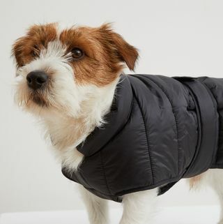 Prešívaná bunda pre psa
