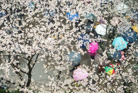 Čerešňové kvety na Wuhanskej univerzite v čínskej centrálnej provincii Hubei.