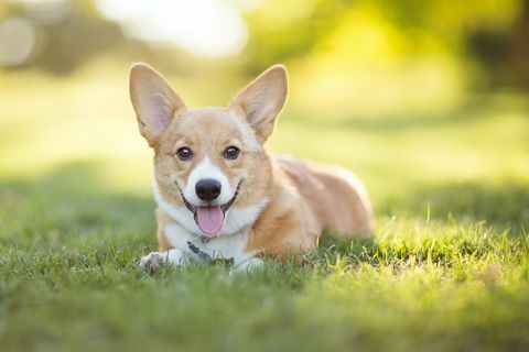 šťastné šteniatko welsh corgi pembroke ležiace na tráve vonku sa pozerá do kamery