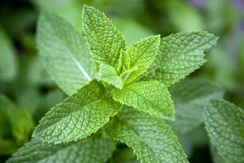 Listy na rastline mäty (Lamiaceae), close-up