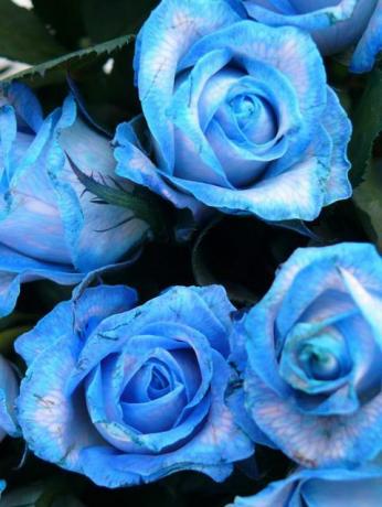 zblízka modrej ruže
