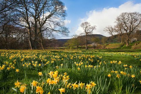 North York Moors - Farndale daffs c Mike Nicholas