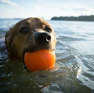 Planet Dog Orbee-Tuff Squeak, Takmer nezničiteľná hračka pre psov s guľôčkovým hrotom pre agresívne syry, vyrobená v USA, stredná 3-palcová, oranžová