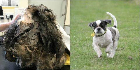 Transformácia psa Trooper - matná kožušina