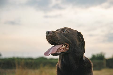 profilový záber šťastného čokoládového labradora pri západe slnka