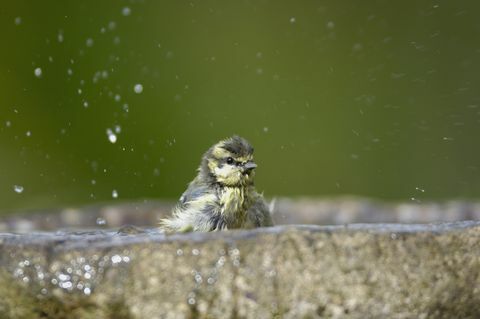 modrá sýkorka parus caeruleus, kúpanie v záhrade s vtáčím kúpeľom co durham júl