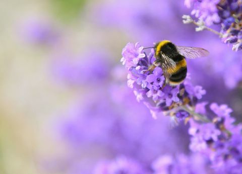 B&Q pomáhajú zachrániť včely zastavením tejto jednej veci