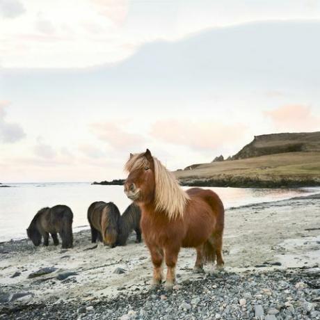 shetlandské poníky