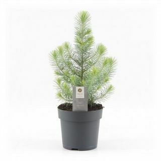 Mini vianočný stromček - Silver Crest Pine