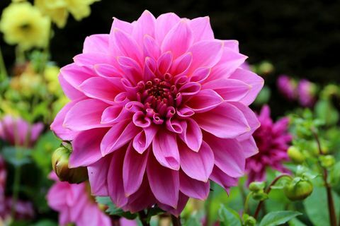 Pink Dahlia v záhrade