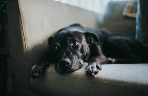 Relaxed Dog