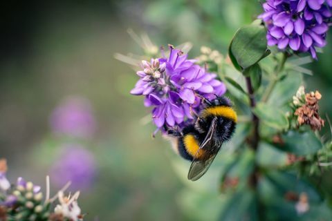 Včela na fialový kvet
