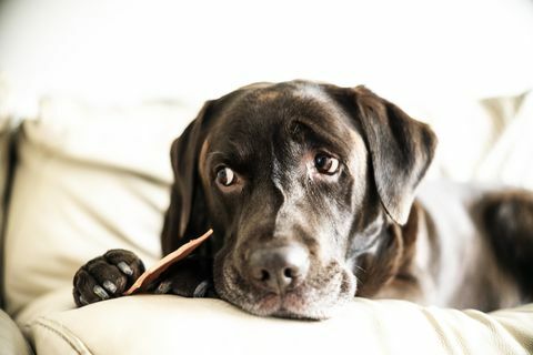 Čokoládový labrador sedel s pohovkou a liečil