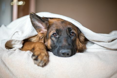 Roztomilý nemecký ovčiak v deke na posteli.