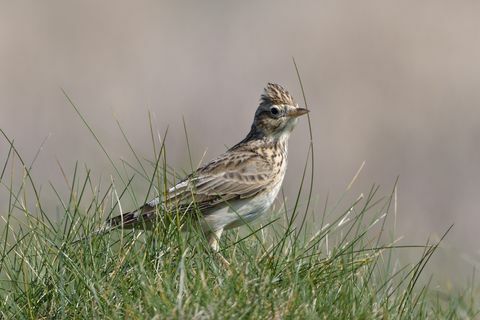 skylark alauda arvensis pástenie sa v pobrežných trávnych porastoch, trevose head, cornwall