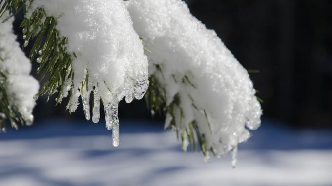 Predpoveď pre „Almanach starého farmára“ v zime 2019 hovorí, že bude teplo a mokro