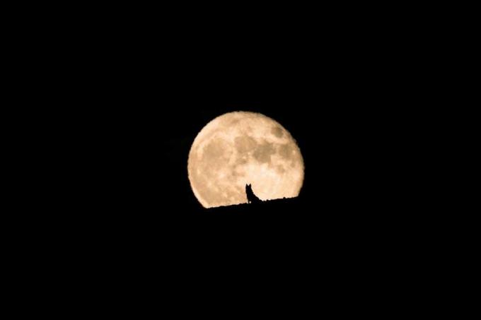 silueta vlčiaka pozorujúceho východ mesiaca v splne, spln a silueta, fotografovanie domácich zvierat, halloween