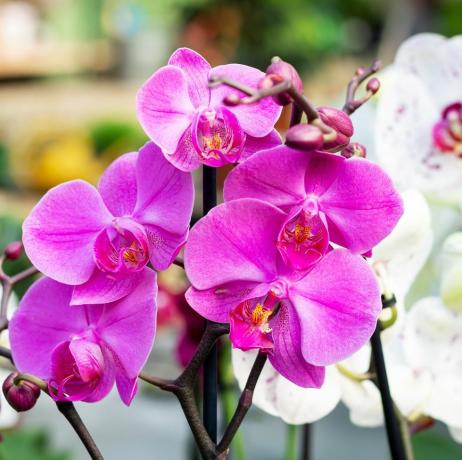 krásny kvet fialovej orchidey phalaenopsis