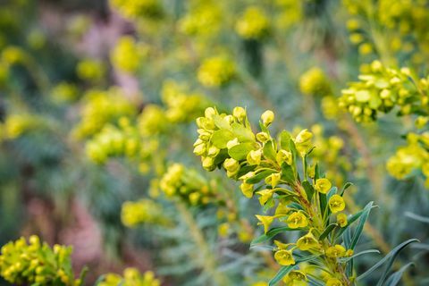 Euphorbia characias "Wulfenii" kvet