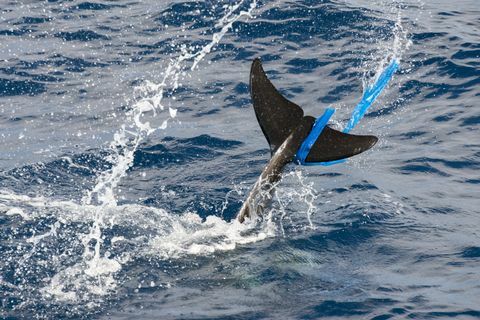 „Delfín Rissos (Grampus griseus), s plastovým vreckom v chvostovej plutve, Fuerteventura, Kanárske ostrovy“