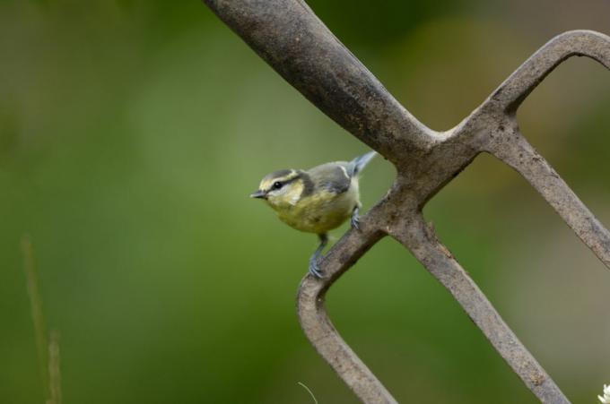 sýkorka modrá parus caeruleus, mláďa, sediaca na záhradnej vidlici čo durham júl