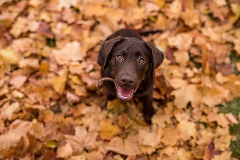 čokoládový pes labradorského retrievera