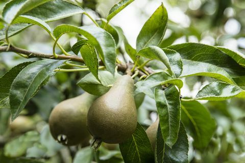 Somerset dom s nádhernými záhradami na predaj