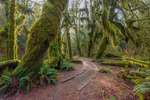 cesta v rozprávkovom zelenom lese les pozdĺž chodníka je plná starých miernych stromov pokrytých zelenými a hnedými machmi