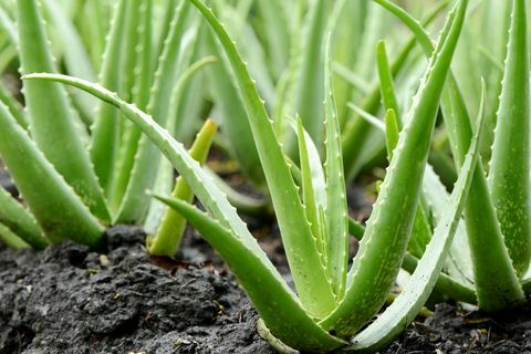 Aloe Vera Rast rastlín na farme