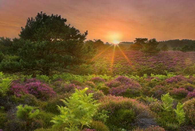 jarné hodinky rspb arne dorset