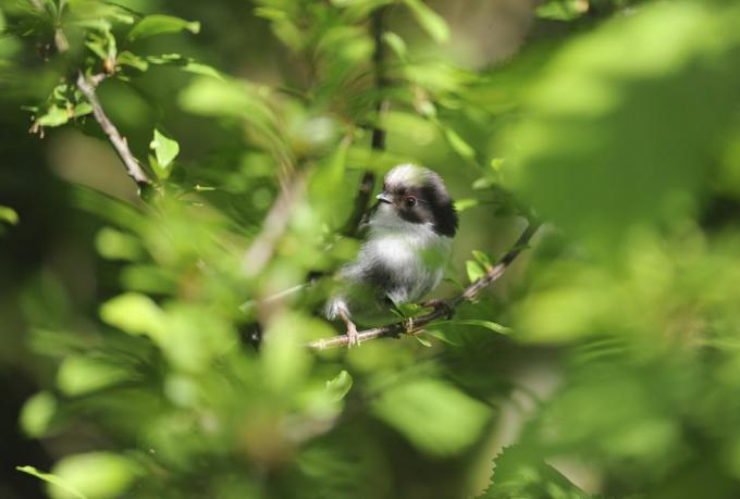 sýkorka dlhochvostá aegithalos caudatus, mláďa zostávajúce ukryté v živom plote, bedfordshire, máj