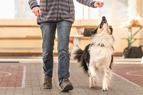 pozorný pes border kolie pracuje spoločne so svojím majiteľom