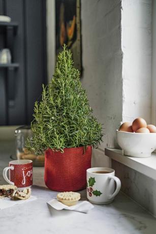 Vianočný strom Rosemary, Waitrose & Partners