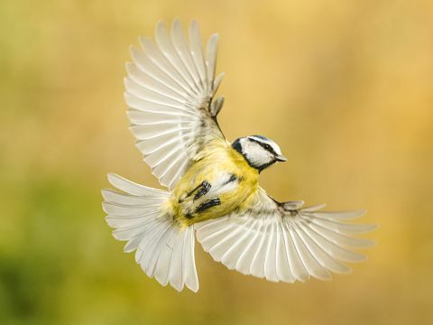 fotografovanie vtákov záhrada voľne žijúcich živočíchov