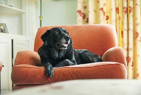 senior čierny labrador relaxuje na kresle