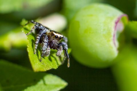 Portrét skákacieho pavúka (Salticus scenicus)